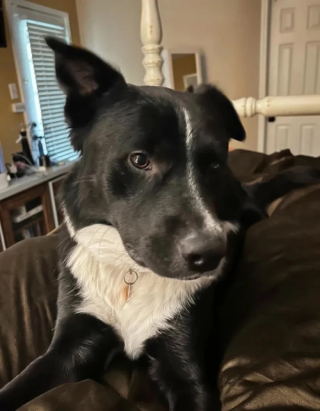 Illustration de l'article : Très attentif, ce Border Collie a sauté sur le lit de ses maîtres au beau milieu de la nuit pour les conduire jusqu’à la chambre de leur fils