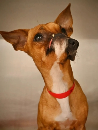 Illustration de l'article : Un chien touché par une déformation au niveau de son visage fait chavirer le cœur d’une vétérinaire de son refuge