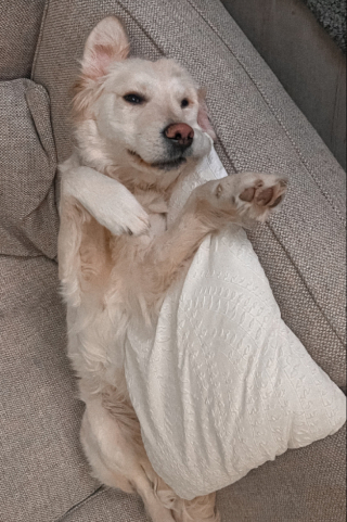 Illustration de l'article : Se pensant rejeté sur le canapé secondaire, un chien use de ses talents de comédien pour attendrir son auditoire (vidéo)