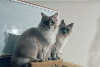Illustration de l'article : De manière surprenante pour des félins, ces deux chats accueillent quotidiennement leur maître avec beaucoup d’enthousiasme (vidéo)