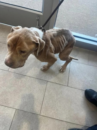 Illustration de l'article : Retrouvé dans un état de maigreur très préoccupant, un chien s’ouvre peu à peu au monde grâce à une équipe aux petits soins