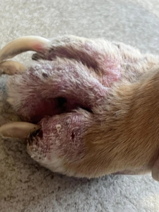 Illustration de l'article : Retrouvé dans un état de maigreur très préoccupant, un chien s’ouvre peu à peu au monde grâce à une équipe aux petits soins