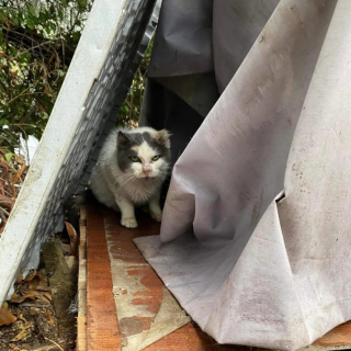 Illustration de l'article : Après 10 années de solitude dans les rues d’une ville, une chatte profite de sa retraite amplement méritée