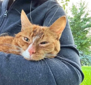 Illustration de l'article : Sauvé de l’abandon, un chat surmonte son handicape et se démène pour vivre pour une nouvelle vie
