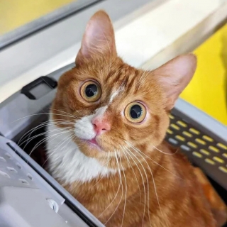 Illustration de l'article : Sauvé de l’abandon, un chat surmonte son handicape et se démène pour vivre pour une nouvelle vie