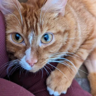 Illustration de l'article : Sauvé de l’abandon, un chat surmonte son handicape et se démène pour vivre pour une nouvelle vie