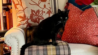 Illustration de l'article : Disparu depuis 2 ans, ce petit chat noir échappé de chez lui retrouve enfin sa famille