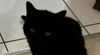 Illustration de l'article : Disparu depuis 2 ans, ce petit chat noir échappé de chez lui retrouve enfin sa famille