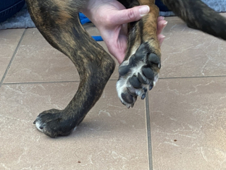 Illustration de l'article : Cette adorable chienne présente une anomalie très rare de la patte arrière que refusent de croire les vétérinaires