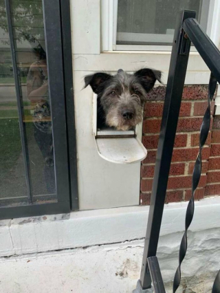 Illustration de l'article : Ribgy est un chien curieux qui amuse tout le quartier en passant la tête depuis sa boîte aux lettres