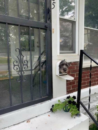 Illustration de l'article : Ribgy est un chien curieux qui amuse tout le quartier en passant la tête depuis sa boîte aux lettres