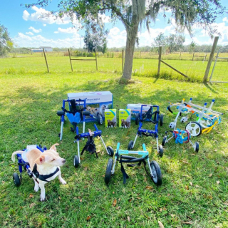 Illustration de l'article : Touchée par la cause des animaux handicapés, cette femme a construit un vrai village pour accueillir les plus démunis