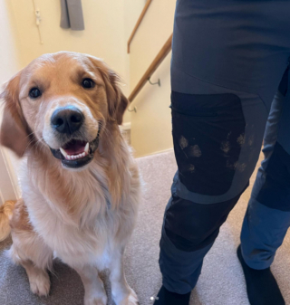 Illustration de l'article : Ce Golden Retriever fait une crise d’adolescence à retardement et amuse la galerie avec ses incessantes bêtises (vidéo)