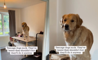 Illustration de l'article : Ce Golden Retriever fait une crise d’adolescence à retardement et amuse la galerie avec ses incessantes bêtises (vidéo)