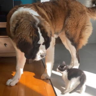 Illustration de l'article : Un Saint Bernard attentionné accueille comme il se doit ce chat adopté par ses maîtres (vidéo)