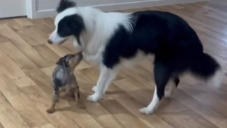 Illustration de l'article : La réaction adorable de ce Border Collie lorsqu’il se rend compte que sa famille s’agrandit (vidéo)