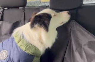 Illustration de l'article : La réaction adorable de ce Border Collie lorsqu’il se rend compte que sa famille s’agrandit (vidéo)