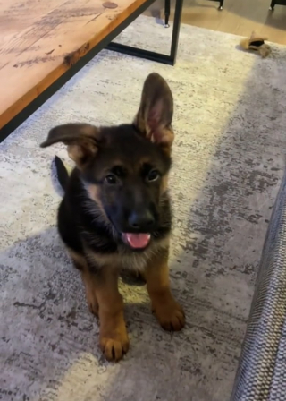 Illustration de l'article : Alors qu’il tente de rattraper un jouet, ce chiot s’écroule et offre une séquence mémorable sur TikTok (vidéo)