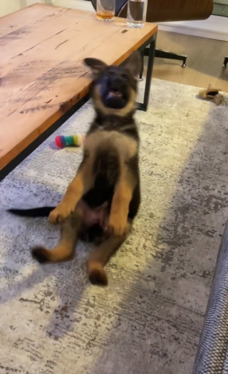 Illustration de l'article : Alors qu’il tente de rattraper un jouet, ce chiot s’écroule et offre une séquence mémorable sur TikTok (vidéo)