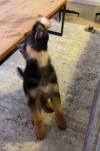 Illustration de l'article : Alors qu’il tente de rattraper un jouet, ce chiot s’écroule et offre une séquence mémorable sur TikTok (vidéo)