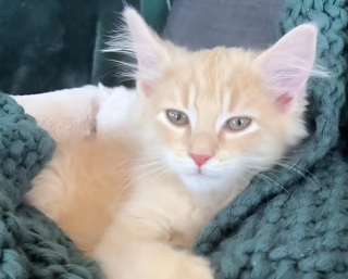 Illustration de l'article : Ce chat découvre un objet insolite qui fait briller son appartement et nage en plein délire (vidéo)