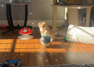 Illustration de l'article : Ce chat découvre un objet insolite qui fait briller son appartement et nage en plein délire (vidéo)