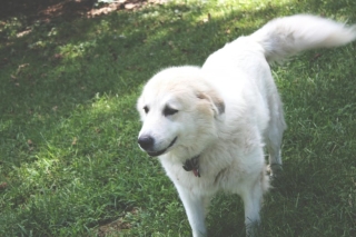 Illustration de l'article : Son nouveau voisin lui ordonne de changer le prénom de son chien, car il a le même prénom que sa fille