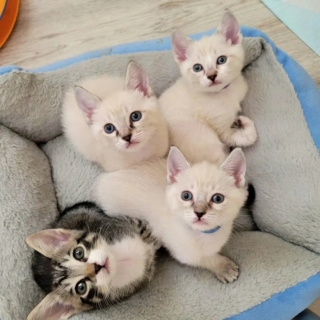 Illustration de l'article : 4 chatons privés de leur mère après une tempête trouvent une famille pour les accueillir