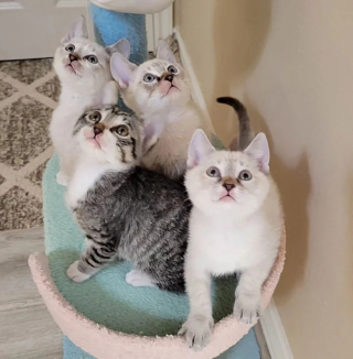 Illustration de l'article : 4 chatons privés de leur mère après une tempête trouvent une famille pour les accueillir