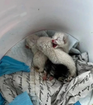 Illustration de l'article : 4 chatons privés de leur mère après une tempête trouvent une famille pour les accueillir