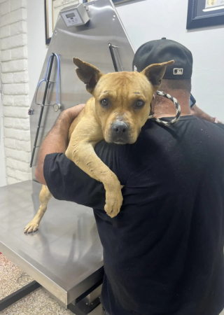Illustration de l'article : Cette chienne blessée se cache en attendant le retour de ses maîtres qui l’a abandonnée