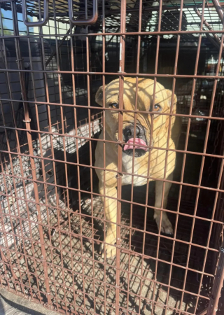 Illustration de l'article : Cette chienne blessée se cache en attendant le retour de ses maîtres qui l’a abandonnée
