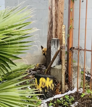 Illustration de l'article : Cette chienne blessée se cache en attendant le retour de ses maîtres qui l’a abandonnée