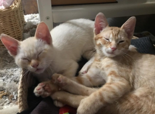 Illustration de l'article : Deux chatons ont été retrouvés dans un carton, mais restent soudés pour survivre