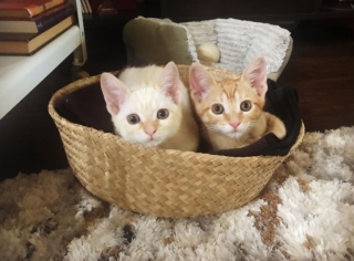 Illustration de l'article : Deux chatons ont été retrouvés dans un carton, mais restent soudés pour survivre