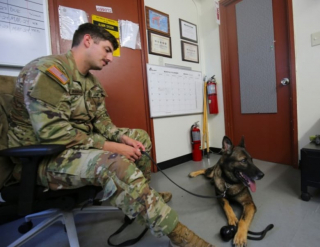 Illustration de l'article : Eris, ce chien retraité de l’armée, vit une deuxième existence paisible et bien méritée