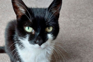 Illustration de l'article : Cette chatte de 9 ans, doyenne du refuge, rêve encore d’être adoptée