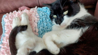 Illustration de l'article : Cette chatte de 9 ans, doyenne du refuge, rêve encore d’être adoptée