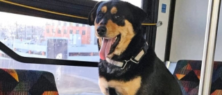 Illustration de l'article : Cette femme, intriguée par une chienne seule dans le bus, lance un appel pour retrouver sa famille  