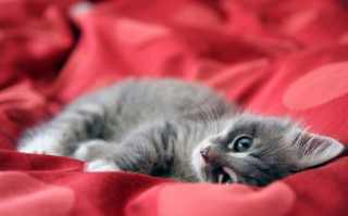 Illustration de l'article : Les Français disent non aux animaux de compagnie comme cadeaux de Noël et expriment leur attachement à l'adoption responsable