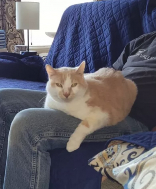 Illustration de l'article : Destin ou hasard, ce chat âgé retrouve sa toute première famille