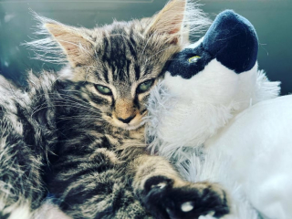 Illustration de l'article : Ce travailleur sauve la vie de cette petite chatte abandonnée et lui offre un toit
