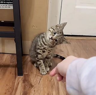 Illustration de l'article : Ce chat abandonné craintif devient un petit chat affectueux et aimant 