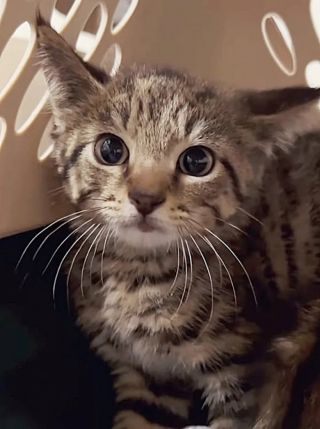 Illustration de l'article : Ce chat abandonné craintif devient un petit chat affectueux et aimant 