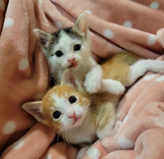 Illustration de l'article : Gravement blessé, cet adorable chaton surmonte son traumatisme grâce à un autre chaton recueilli peu de temps après lui