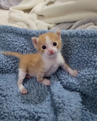 Illustration de l'article : Gravement blessé, cet adorable chaton surmonte son traumatisme grâce à un autre chaton recueilli peu de temps après lui