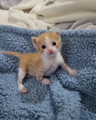 Illustration de l'article : Gravement blessé, cet adorable chaton surmonte son traumatisme grâce à un autre chaton recueilli peu de temps après lui