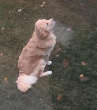 Illustration de l'article : Ce Golden Retriever est en admiration en voyant pour la première fois de sa vie de la neige (vidéo)