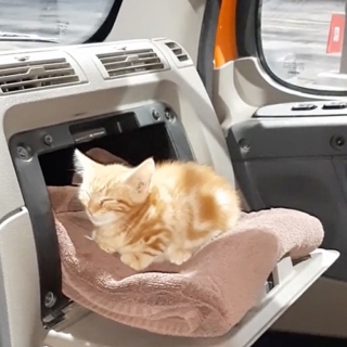 Illustration de l'article : L’histoire émouvante d’un routier malade et d’un petit chaton qui lui a sauvé la vie