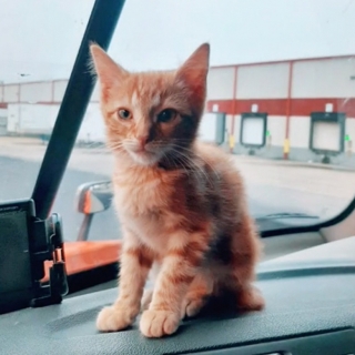 Illustration de l'article : L’histoire émouvante d’un routier malade et d’un petit chaton qui lui a sauvé la vie